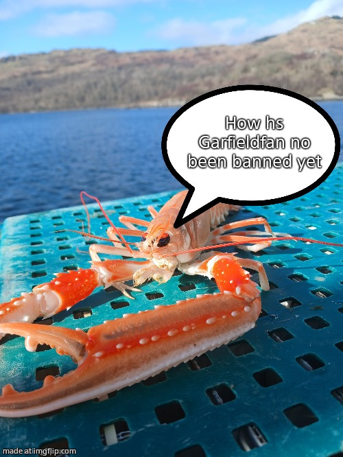 Speech bubble prawn | How hs Garfieldfan no been banned yet | image tagged in speech bubble prawn | made w/ Imgflip meme maker
