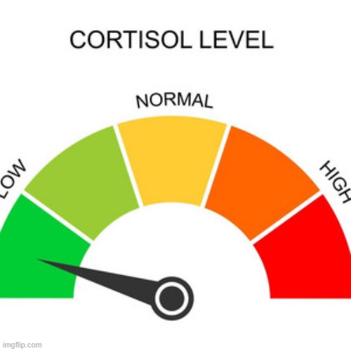 Low cortisol | image tagged in low cortisol | made w/ Imgflip meme maker