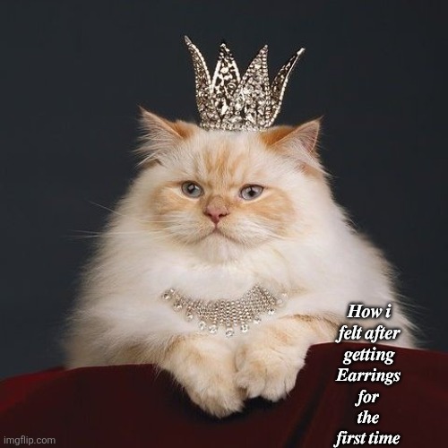 fancy cat | 𝑯𝒐𝒘 𝒊 𝒇𝒆𝒍𝒕 𝒂𝒇𝒕𝒆𝒓 𝒈𝒆𝒕𝒕𝒊𝒏𝒈; 𝑬𝒂𝒓𝒓𝒊𝒏𝒈𝒔 𝒇𝒐𝒓 𝒕𝒉𝒆 𝒇𝒊𝒓𝒔𝒕 𝒕𝒊𝒎𝒆 | image tagged in fancy cat | made w/ Imgflip meme maker