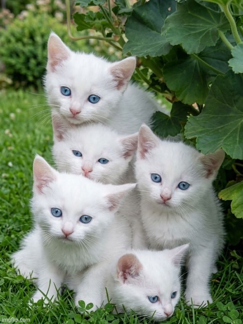 White kittens | image tagged in white kittens | made w/ Imgflip meme maker