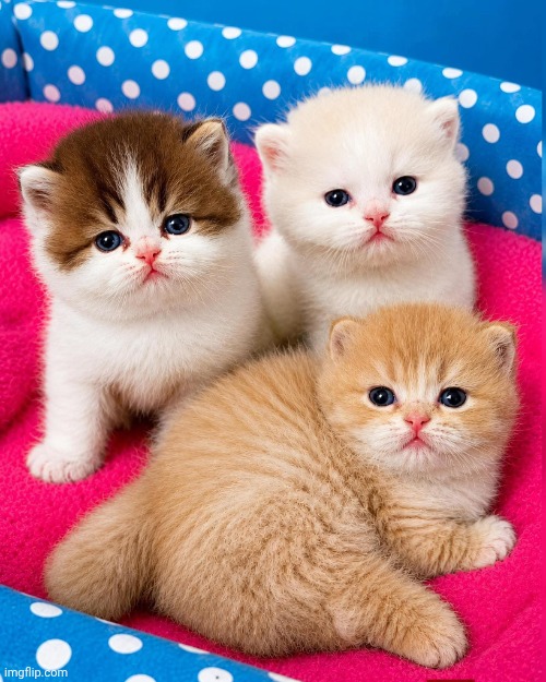 Summer kittens | image tagged in summer kittens | made w/ Imgflip meme maker