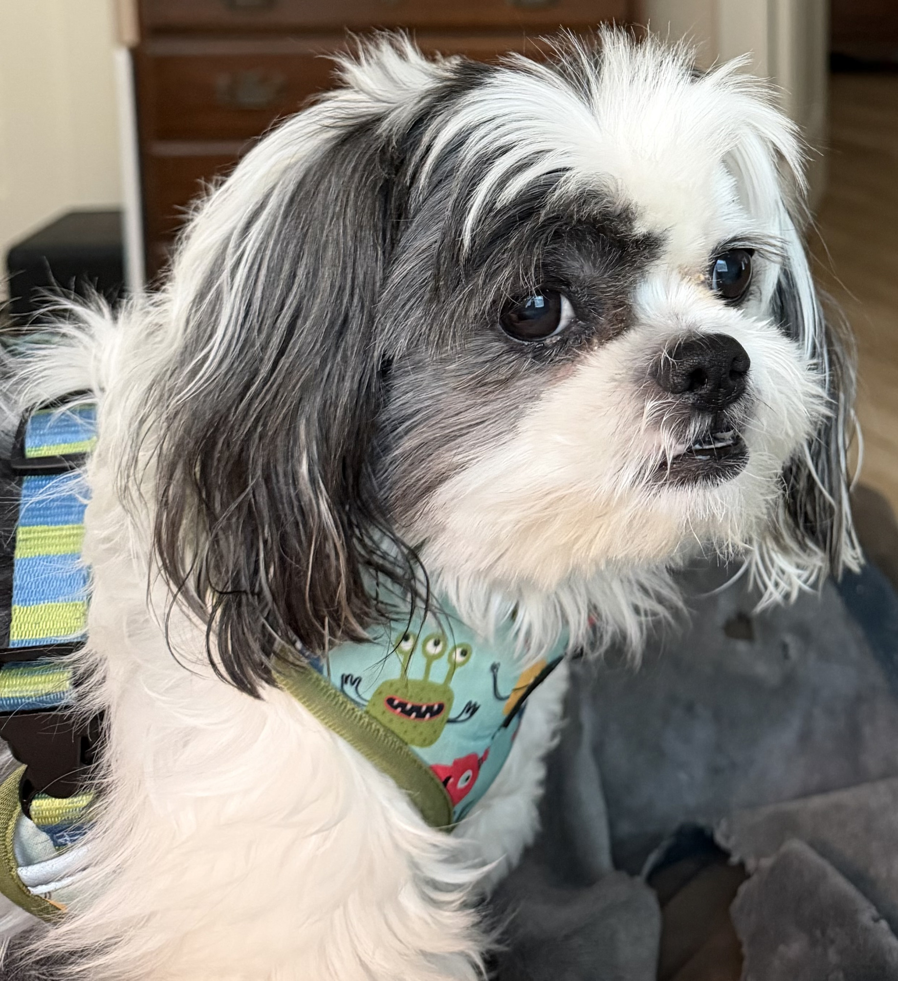 Bear, the scheming Shih Tzu Blank Meme Template