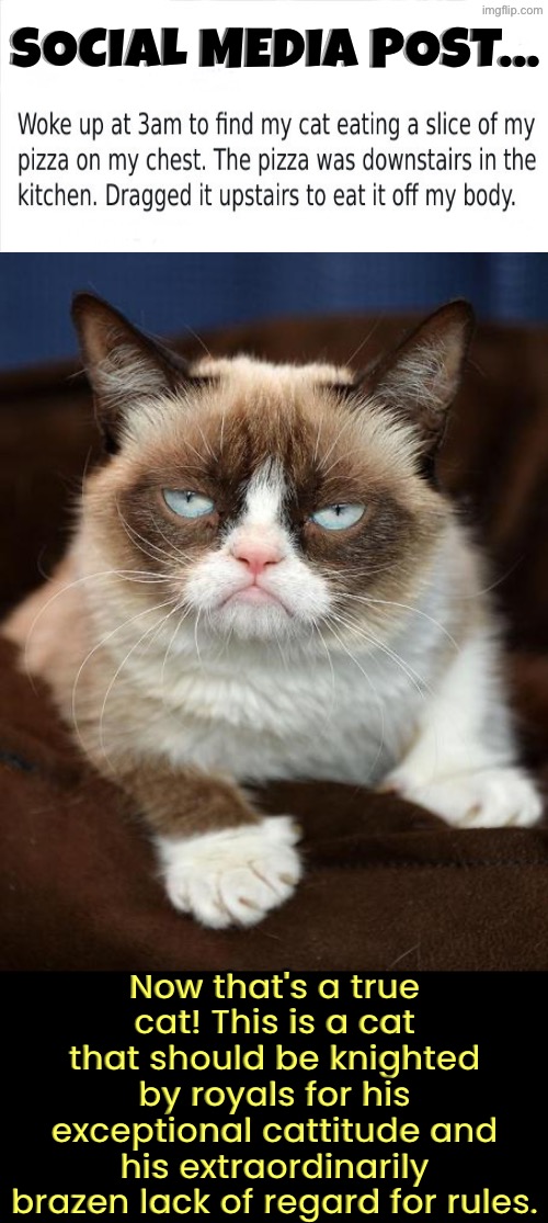 Grumpy Cat Approves | Social media post... Now that's a true cat! This is a cat that should be knighted by royals for his exceptional cattitude and his extraordinarily brazen lack of regard for rules. | image tagged in cats,grumpy cat,knight,rebel,attitude,i am really proud of you billy-corrupt | made w/ Imgflip meme maker
