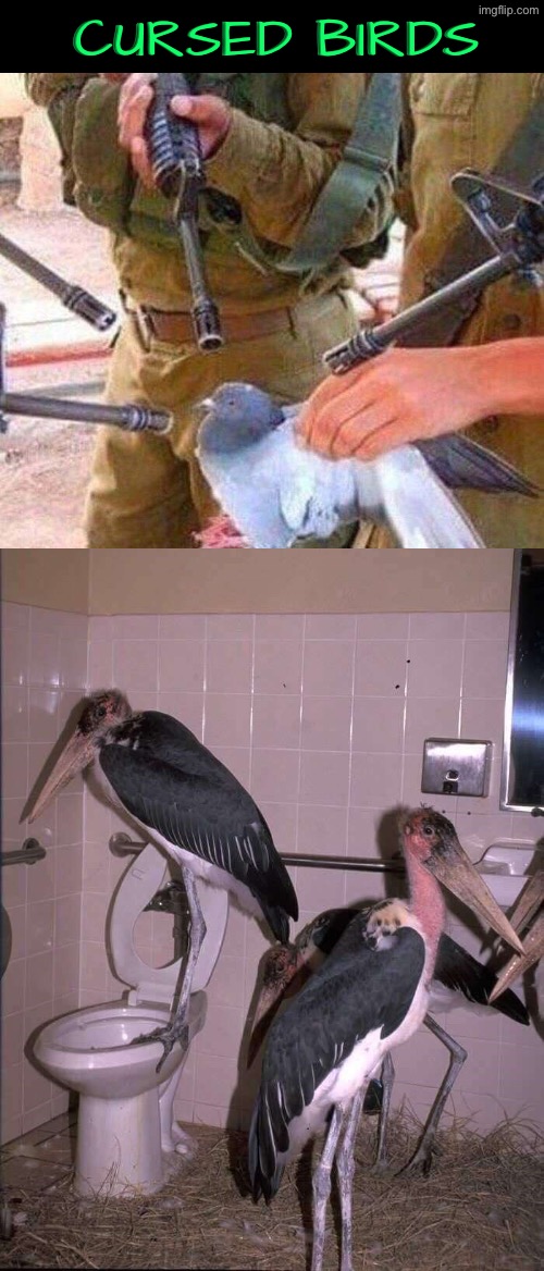 Cursed Birds | Cursed birds | image tagged in cursed images,birds,gun to head,pelican,bathrooms,dude wtf | made w/ Imgflip meme maker