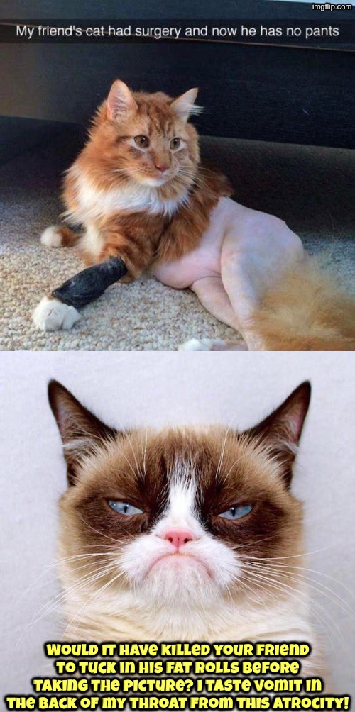 Rude Old Miss Grump's At It Again | Would it have killed your friend to tuck in his fat rolls before taking the picture? I taste vomit in the back of my throat from this atrocity! | image tagged in cats,grumpy cat,grumpy cat insults,funny picture,fat ass,shaved | made w/ Imgflip meme maker