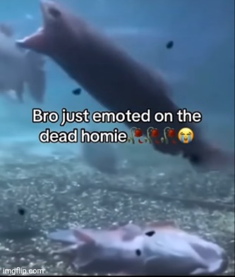 Bro just emoted on the dead homie | image tagged in bro just emoted on the dead homie | made w/ Imgflip meme maker