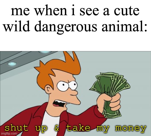 give me | me when i see a cute wild dangerous animal:; shut up & take my money | image tagged in memes,shut up and take my money fry | made w/ Imgflip meme maker