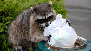 High Quality raccoon protecting trash Blank Meme Template