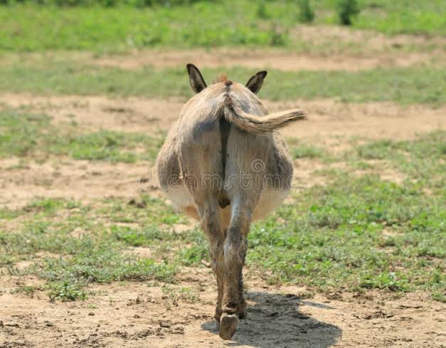 Donkey ass Blank Meme Template
