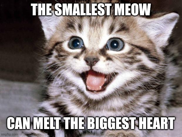 Meow | The smallest meow; Can melt the biggest heart | image tagged in cute kitten hopes,cute cat | made w/ Imgflip meme maker