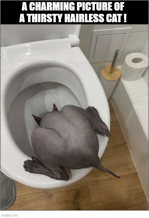You Could Have Put Out A Water Bowl ... | A Charming Picture Of A Thirsty Hairless Cat ! | image tagged in cats,hairless,drinking,toilet | made w/ Imgflip meme maker