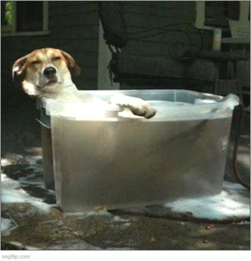 One Cool Dog ! | image tagged in dogs,cool,storage box | made w/ Imgflip meme maker