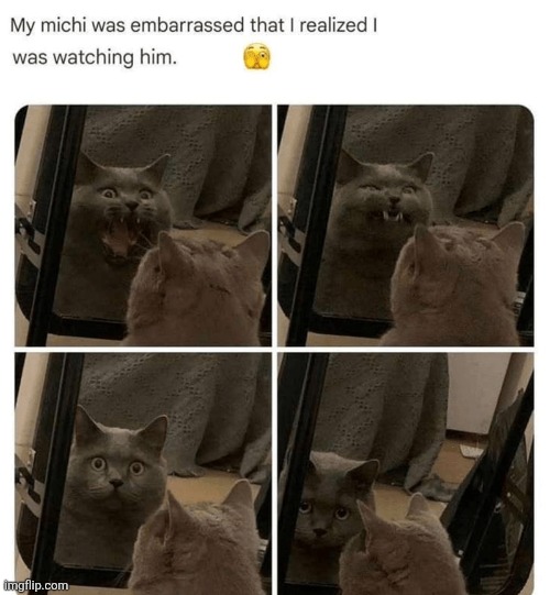 Bro was looking at his teeth like I look at mine.... | image tagged in cats,funny,memes,embarrassing | made w/ Imgflip meme maker