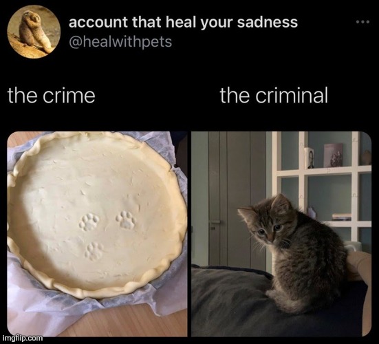 image tagged in account-heal-sadness-healwithpets-crime-criminal jpeg,cats,memes,funny | made w/ Imgflip meme maker