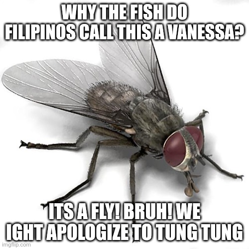 Scumbag House Fly | Why the fish do filipinos call this a vanessa? Its a fly! Bruh! We ight apologize to tung tung | image tagged in scumbag house fly | made w/ Imgflip meme maker