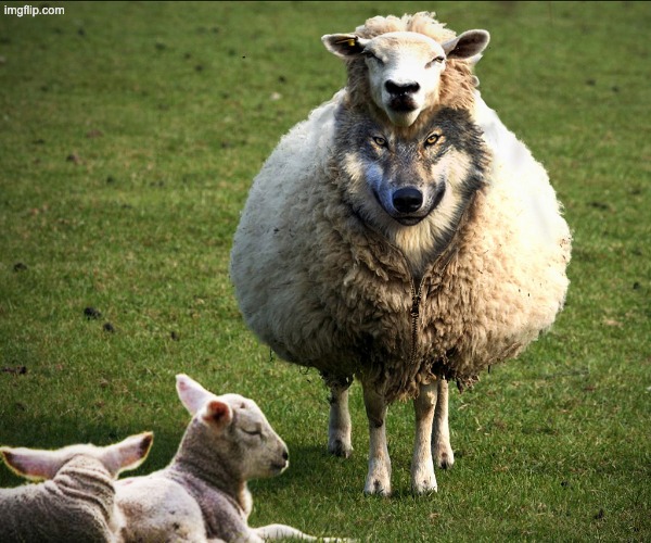 Wolf in sheep's clothing | image tagged in wolf in sheep's clothing | made w/ Imgflip meme maker