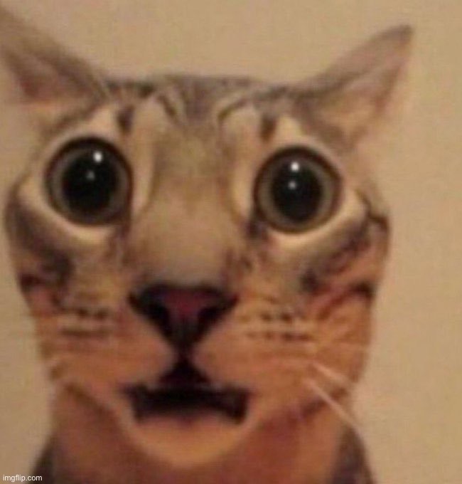 Shocked cat | image tagged in shocked cat | made w/ Imgflip meme maker