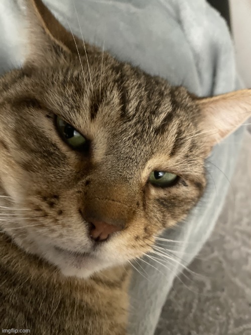 Mogging Cat | image tagged in mogging cat | made w/ Imgflip meme maker