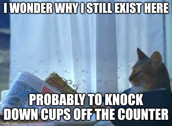 OK then | I wonder why I still exist here; Probably to knock down cups off the counter | image tagged in memes,i should buy a boat cat | made w/ Imgflip meme maker