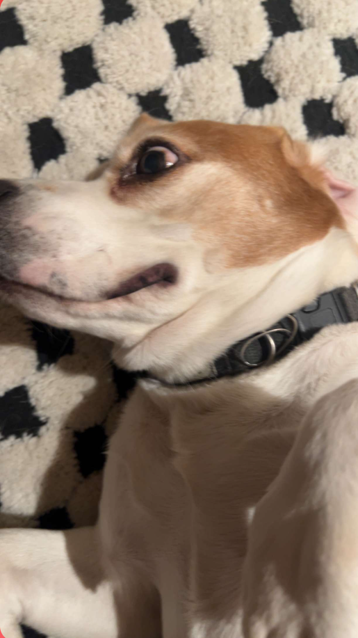 Shocked Dog Blank Meme Template