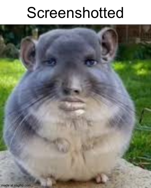 Disappointed Chinchilla | Screenshotted | image tagged in disappointed chinchilla | made w/ Imgflip meme maker