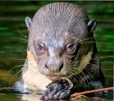 Judging Otter 2 Blank Meme Template