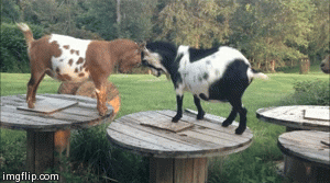 image tagged in gifs,goats,interrupting,interrupting goat,nosy goat,goat | made w/ Imgflip video-to-gif maker