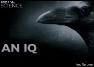 An IQ | image tagged in an iq | made w/ Imgflip meme maker