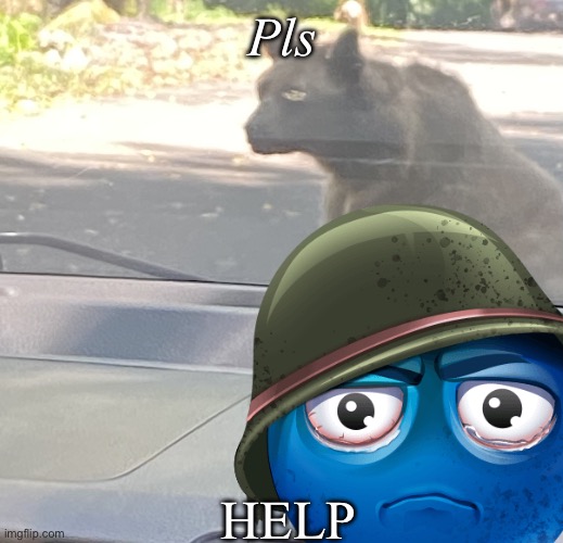 IMG_0936.jpeg | Pls; Help | image tagged in car accident,bear,scared | made w/ Imgflip meme maker
