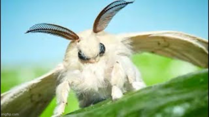 Moth | image tagged in c60d436b-279e-4612-b0d1-dfcc3df0074d jpeg | made w/ Imgflip meme maker