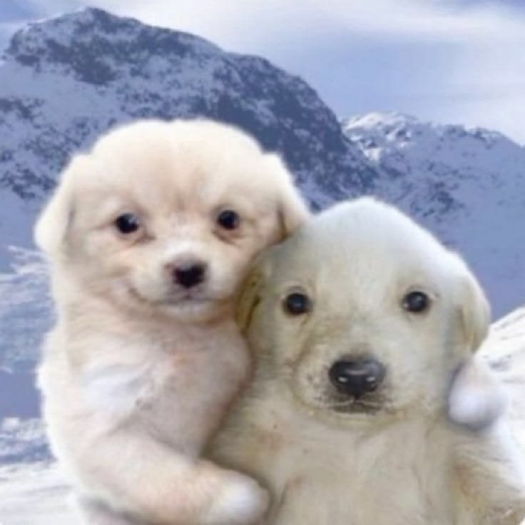 dog hugging dog Blank Meme Template