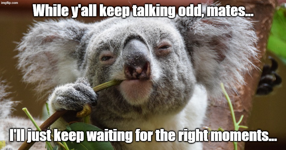 koala | While y'all keep talking odd, mates... I'll just keep waiting for the right moments... | image tagged in koalaty meme | made w/ Imgflip meme maker