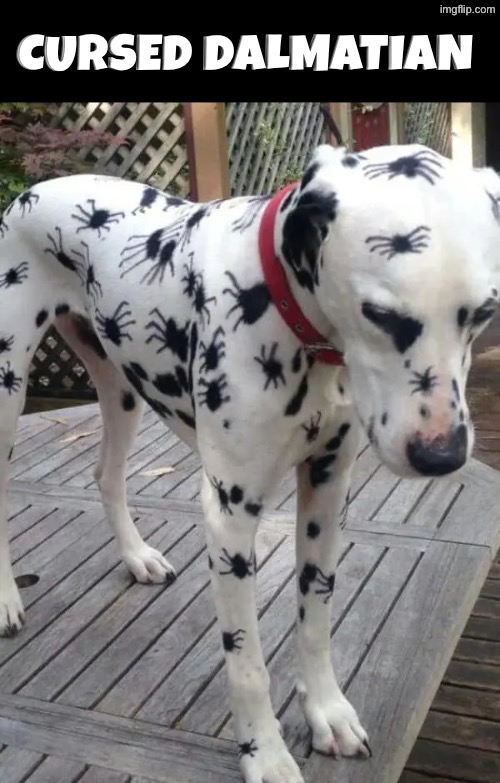 Cursed Dalmatian | image tagged in dogs,funny dogs,cursed images,spiders,arachnophobia,cute dog | made w/ Imgflip meme maker