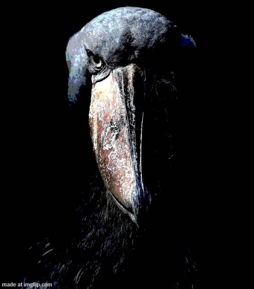 bird dark.jpg | image tagged in bird dark jpg | made w/ Imgflip meme maker