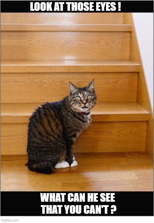 A Scary Cat ! | Look At Those Eyes ! What Can He See
 That You Can't ? | image tagged in cats,scary | made w/ Imgflip meme maker