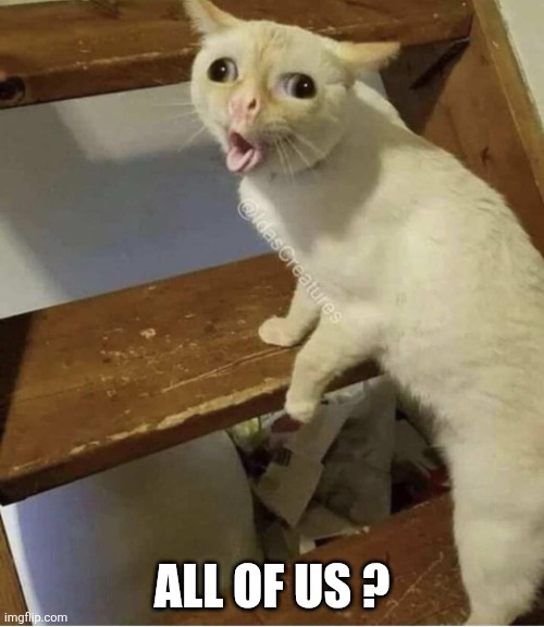 Hairball Cat | All of us ? | image tagged in hairball cat | made w/ Imgflip meme maker