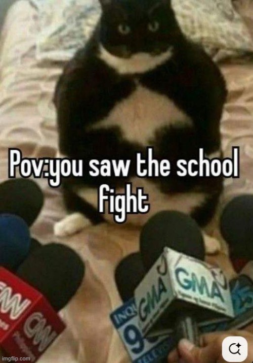 Time to give people the scoop | image tagged in memes,cats,school,fight | made w/ Imgflip meme maker