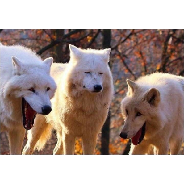 Laughing wolfs Blank Meme Template