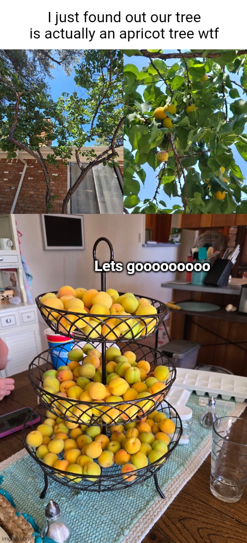 I just found out our tree is actually an apricot tree wtf; Lets gooooooooo | image tagged in tree,apricot,fruit,discovery,food,cool | made w/ Imgflip meme maker