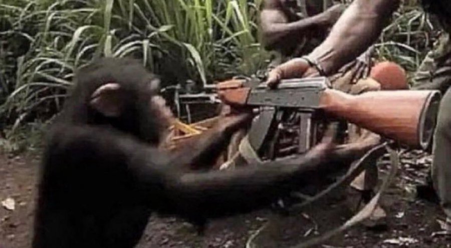 High Quality Give a machine gun to a democrat chimp Blank Meme Template