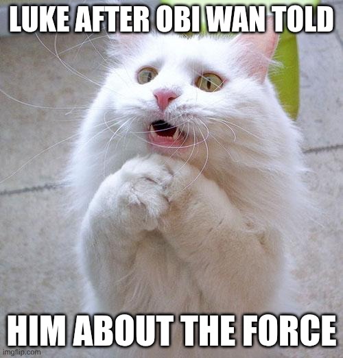 Begging Cat | Luke after obi wan told; him about the force | image tagged in begging cat | made w/ Imgflip meme maker