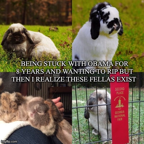 image tagged in bunny | made w/ Imgflip meme maker