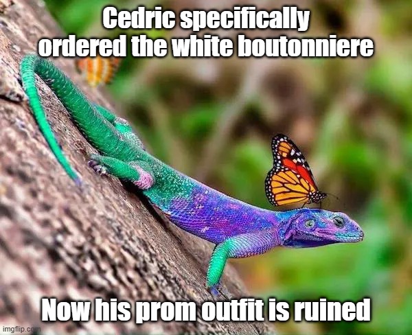 Not Geico | Cedric specifically ordered the white boutonniere; Now his prom outfit is ruined | image tagged in prom,fancy,butterfly,lizard | made w/ Imgflip meme maker