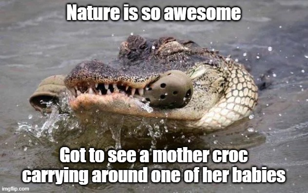 Momma Croc | Nature is so awesome; Got to see a mother croc carrying around one of her babies | image tagged in mom,crocodile,baby,cute | made w/ Imgflip meme maker