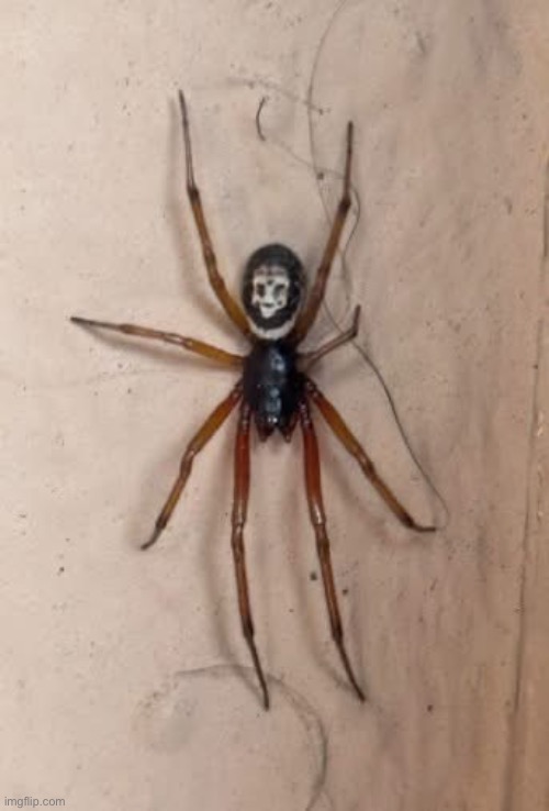 Smiling Spider | image tagged in img_6157 jpeg,smiling,spider | made w/ Imgflip meme maker