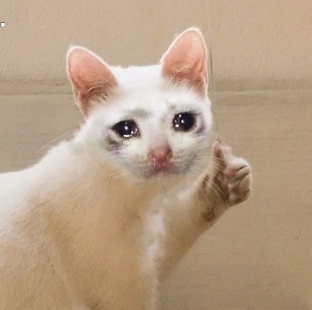 crying cat Blank Meme Template