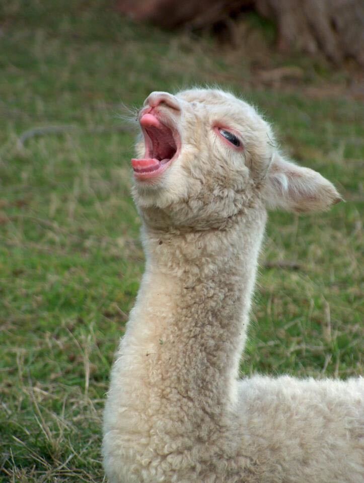 laughing llama Blank Meme Template
