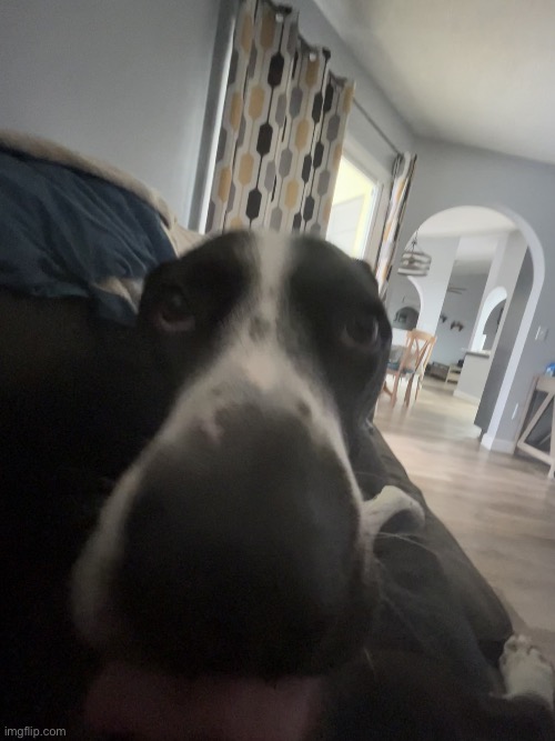 my silly ass goober dog says hi | image tagged in img_0126 jpeg,silly ass goober dog,hi | made w/ Imgflip meme maker