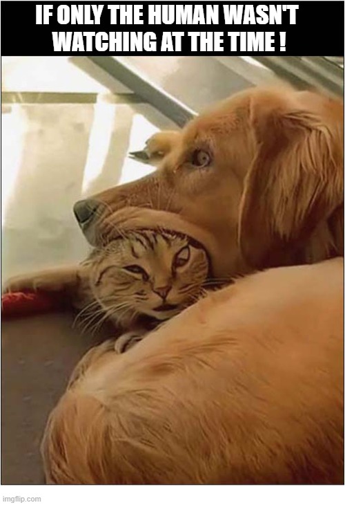 Caught In The Act ! | If Only The Human Wasn't 
Watching at the time ! | image tagged in dogs,cat,biting,i'm watching you | made w/ Imgflip meme maker