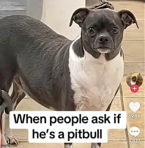 he's...something | image tagged in dog | made w/ Imgflip meme maker
